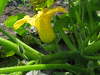 Cucurbita maxima Adriatica; fleurs-F