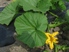 Cucurbita maxima Amerikanish pumpkin; feuilles