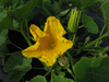 Cucurbita maxima Green hubbard; fleurs-M