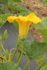 Cucurbita maxima Green hubbard; fleurs-M