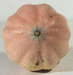 Cucurbita maxima Mini rose du Brsil; ombilics