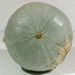 Cucurbita maxima Griborskay (Russe); ombilics