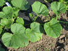 Cucurbita maxima Mountainer; feuilles