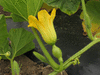 Cucurbita maxima Mountainer; fleurs-F