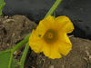 Cucurbita maxima Mountainer; fleurs-F