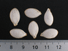 Cucurbita maxima Mountainer; graines