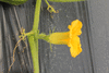 Cucurbita maxima Mountainer; fleurs-M