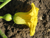 Cucurbita maxima Turtle; fleurs-F