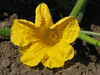 Cucurbita maxima Turtle; fleurs-F