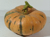 Cucurbita maxima Des Aores; fruits