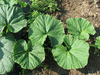 Cucurbita maxima Des Aores; feuilles