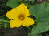 Cucurbita maxima Des Aores; fleurs-F