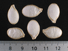Cucurbita maxima Des Aores; graines
