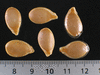 Cucurbita maxima Des Aores; graines