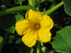 Cucurbita maxima Hokkhaido vert; fleurs-M