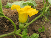 Cucurbita maxima Hokkhaido vert; fleurs-F