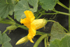 Cucurbita maxima Hokkhaido vert; fleurs-M