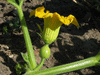 Cucurbita maxima La Tunisienne; fleurs-F