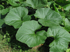 Cucurbita maxima Peruaanse; feuilles