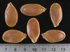 Cucurbita maxima Peruaanse; graines