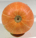 Cucurbita maxima Golden pumpkin; ombilics