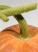 Cucurbita maxima Golden pumpkin; pedoncules