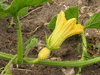 Cucurbita maxima Golden pumpkin; fleurs-F