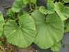 Cucurbita maxima Golden pumpkin; feuilles