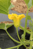 Cucurbita maxima Golden pumpkin; fleurs-M