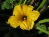 Cucurbita maxima Boliviana; fleurs-M