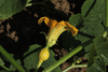 Cucurbita maxima Boliviana; fleurs-F