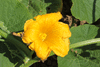 Cucurbita maxima Boliviana; fleurs-F