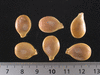 Cucurbita maxima F1 Speckled Hound; graines