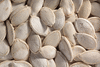 Cucurbita maxima Orange Bulldog; graines