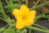 Cucurbita maxima Orange Bulldog; fleurs-M