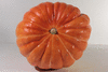 Cucurbita maxima Orange Bulldog; ombilics