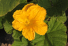 Cucurbita maxima Show winner; fleurs-M