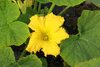 Cucurbita maxima Amazonka; fleurs-M