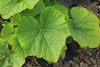 Cucurbita maxima Amazonka; feuilles