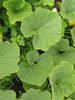 Cucurbita maxima KCB d'Usbekistan; feuilles