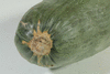 Cucurbita maxima Sukuna; ombilics