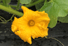 Cucurbita maxima Selyem; fleurs-F