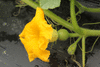 Cucurbita maxima Selyem; fleurs-F