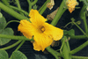 Cucurbita maxima Selyem; fleurs-M