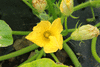 Cucurbita maxima Istanbul; fleurs-M