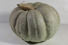 Cucurbita maxima Istanbul; fruits