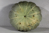 Cucurbita maxima Istanbul; ombilics