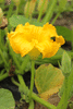 Cucurbita maxima Durmitor; fleurs-M