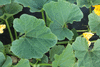 Cucurbita maxima Silver Bell; feuilles