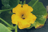 Cucurbita maxima Turbino; fleurs-F